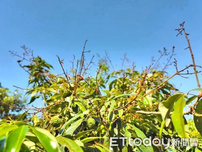 3月低溫致南投荔枝、酪梨收成大減 農業部公告現金救助申請至6/18