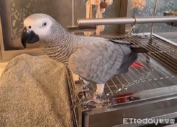 ▲。（圖／有點毛毛的／灰鸚鵡 小米粒）