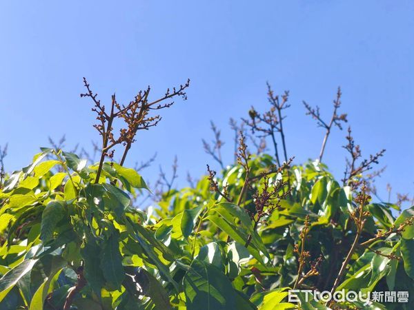 ▲南投全縣黑葉荔枝、玉荷包荔枝、糯米荔枝、玫瑰紅荔枝及酪梨都納入高溫農業天然災害現金救助。（圖／立委馬文君團隊提供）