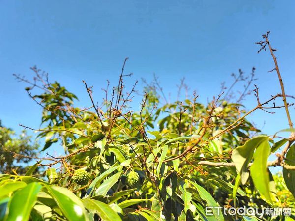 ▲南投全縣黑葉荔枝、玉荷包荔枝、糯米荔枝、玫瑰紅荔枝及酪梨都納入低溫農業天然災害現金救助。（圖／立委馬文君團隊提供，下同）