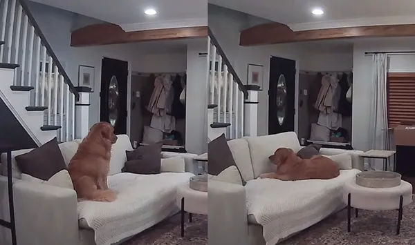 女外出看寵物監視器　目睹阿金「孤單等門」背影：馬麻哪時回來。（圖／翻攝自TikTok／wally.meets.world）