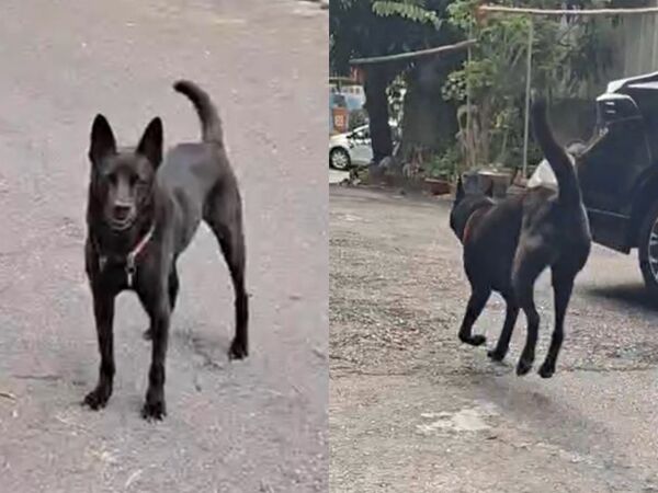 ▲米克斯歐歐使用再生療法恢復活動力。(圖/慈愛動物醫院提供)
