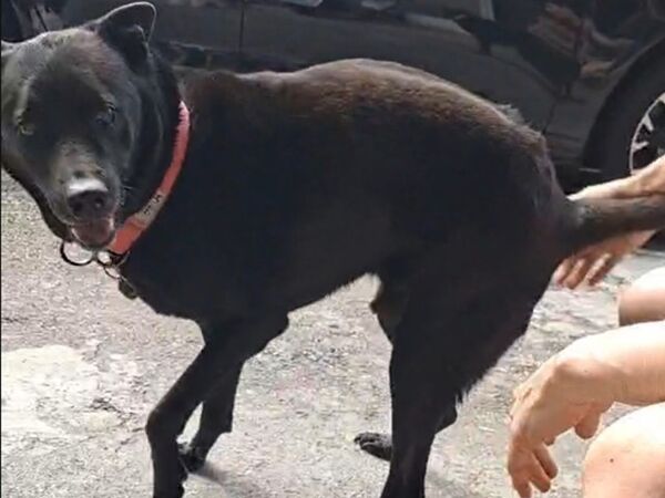 ▲米克斯歐歐使用再生療法恢復活動力。(圖/慈愛動物醫院提供)