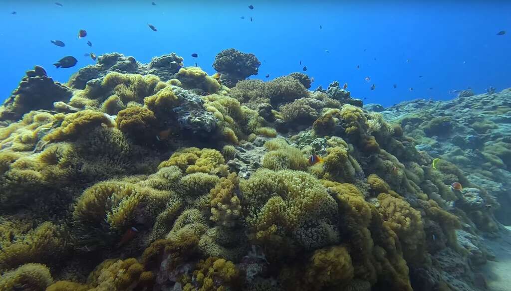 ▲綠島小丑島潛點生態重現生機　東管處長期潛點監測見證海洋恢復力。（圖／觀光署東管處提供）