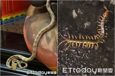 連續45年紀錄中斷？天受宮不見「帝爺公蛇」　宮主夜見金頭大蜈蚣