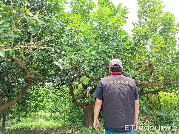 ▲▼受今年3月低溫影響，花蓮壽豐鄉、鳳林鎮改良種芒果發生災情，縣府派員現場勘察。（圖／花蓮縣政府提供，下同）