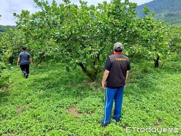 ▲▼受今年3月低溫影響，花蓮壽豐鄉、鳳林鎮改良種芒果發生災情，縣府派員現場勘察。（圖／花蓮縣政府提供，下同）