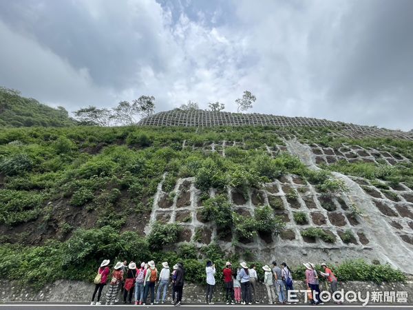 ▲▼門諾醫院癌症資源中心三十多位癌友首度踏上受創的中橫公路，參與原生植物復育任務。（圖／門諾醫院提供，下同）