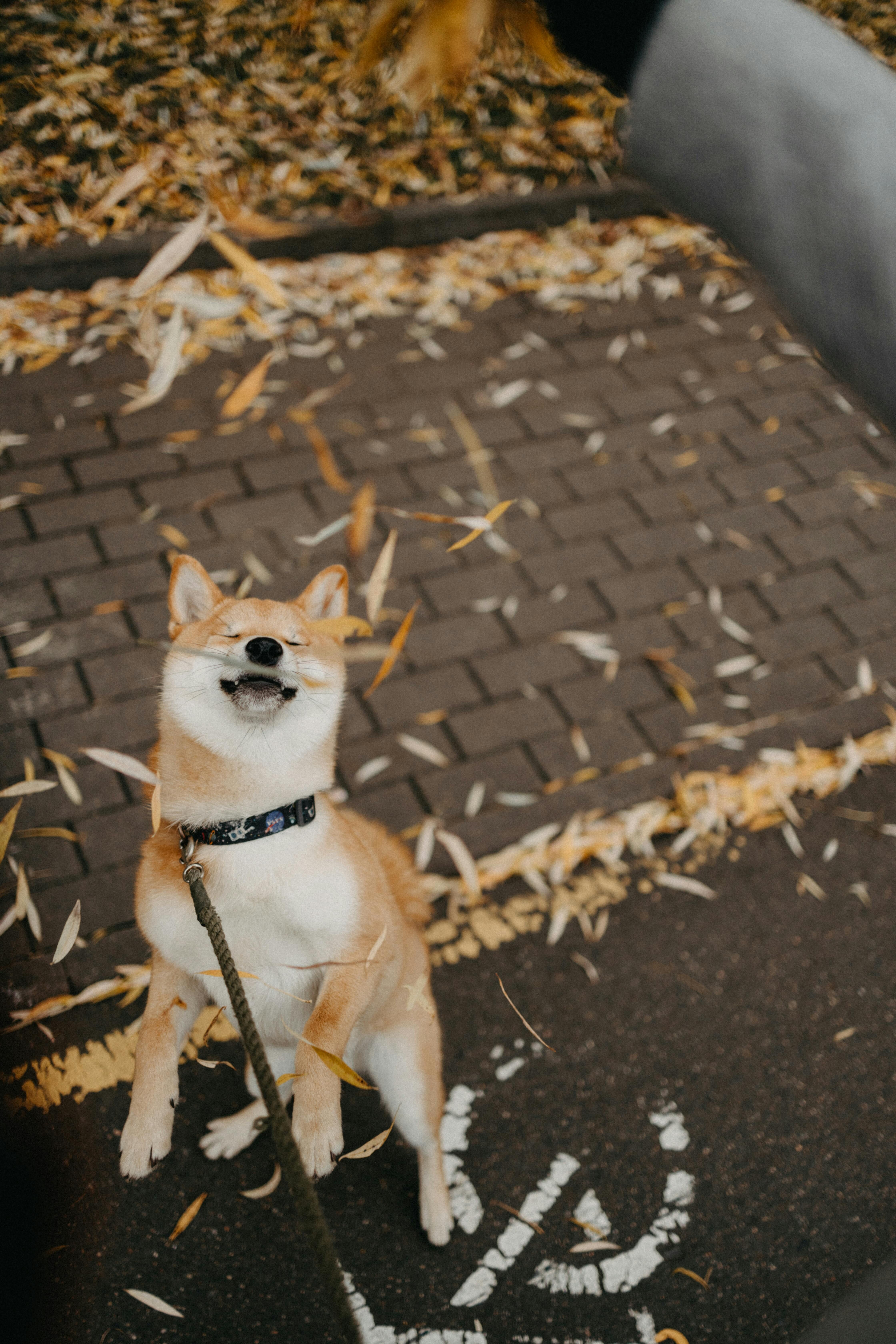 ▲▼狗狗,毛小孩,快樂,訓練,獸醫,尾巴,徵兆。（圖／Pexels）