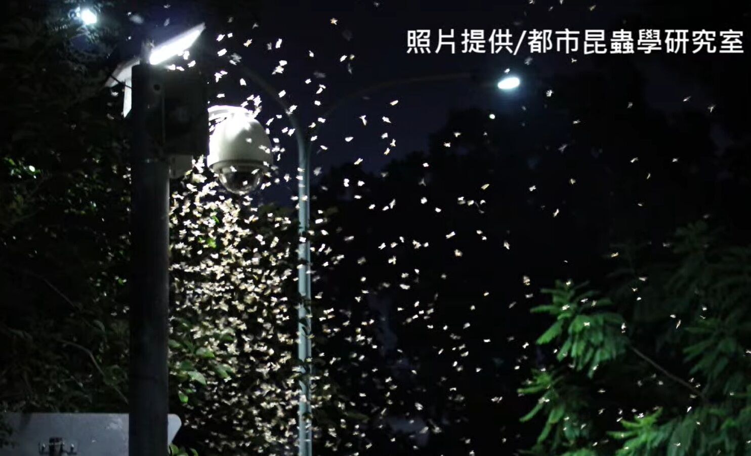 ▲▼大雨後白蟻滿天飛，專家指出，算特化蟑螂「掉翅膀準備交配。（圖／都市昆蟲研究室提供）