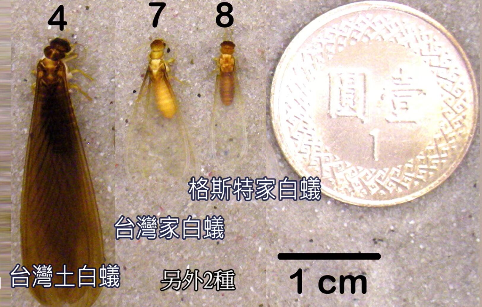 ▲▼大雨後白蟻滿天飛，專家指出，主要以翅膀透明的台灣家白蟻、格斯特家白蟻為主。（圖／都市昆蟲研究室提供）