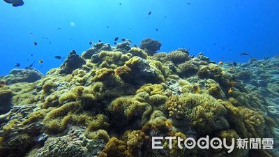 水下影像傳佳音!長期潛點監測作見證 綠島小丑島生態再現