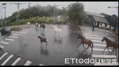 宜蘭驚見7匹馬「逃家優閒逛大街」　駕駛傻眼：馬路真的有馬