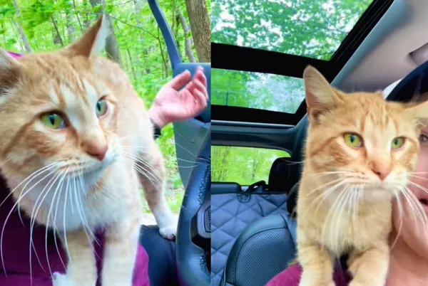 陌生橘貓闖進車內　「躺腿上可愛踏踏」女狂喜：我被選中了。（圖／翻攝自TikTok／itmestephiegee）