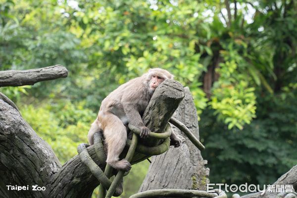 ▲。（圖／臺北市立動物園）