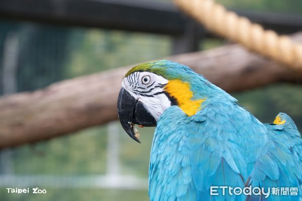 ▲。（圖／臺北市立動物園）