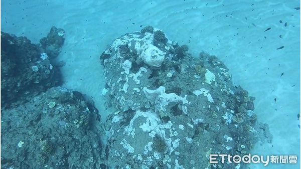 ▲▼113年夏季海水高溫造成小丑島零星珊瑚白化。（圖／東管處提供，下同）