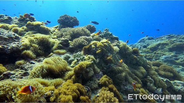 ▲▼113年夏季海水高溫造成小丑島零星珊瑚白化。（圖／東管處提供，下同）