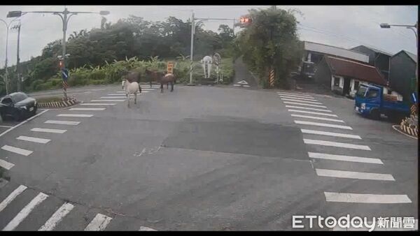 ▲▼7匹馬兒逃家優閒逛大馬路，路人駕駛傻眼。（圖／記者游芳男翻攝，下同）