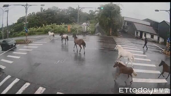 ▲▼7匹馬兒逃家優閒逛大馬路，路人駕駛傻眼。（圖／記者游芳男翻攝，下同）