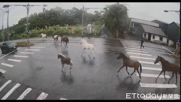 ▲▼7匹馬兒逃家優閒逛大馬路，路人駕駛傻眼。（圖／記者游芳男翻攝，下同）