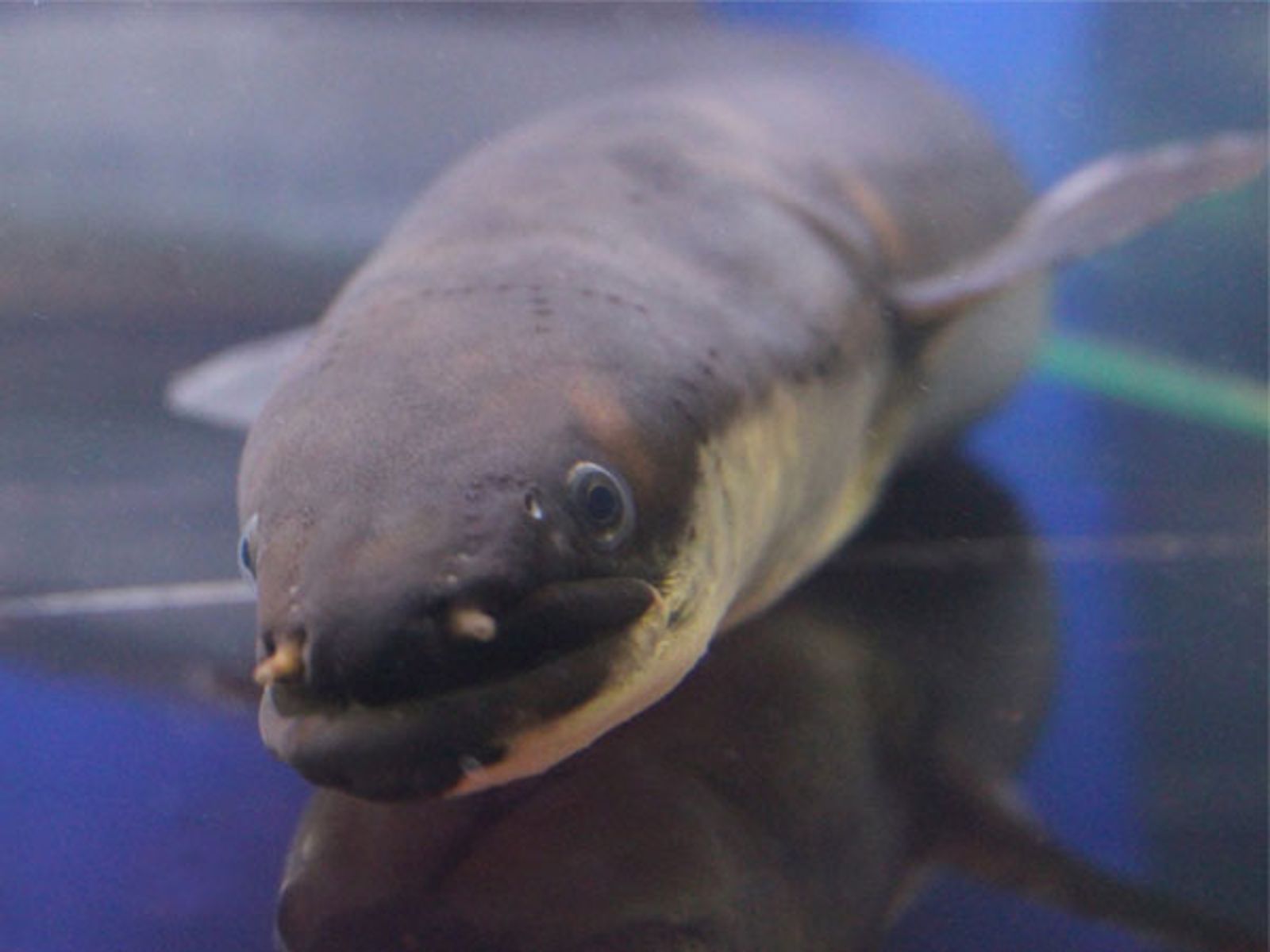 機率十萬分之一！他釣到80公分巨形鰻魚　網驚呆：是香蕉
