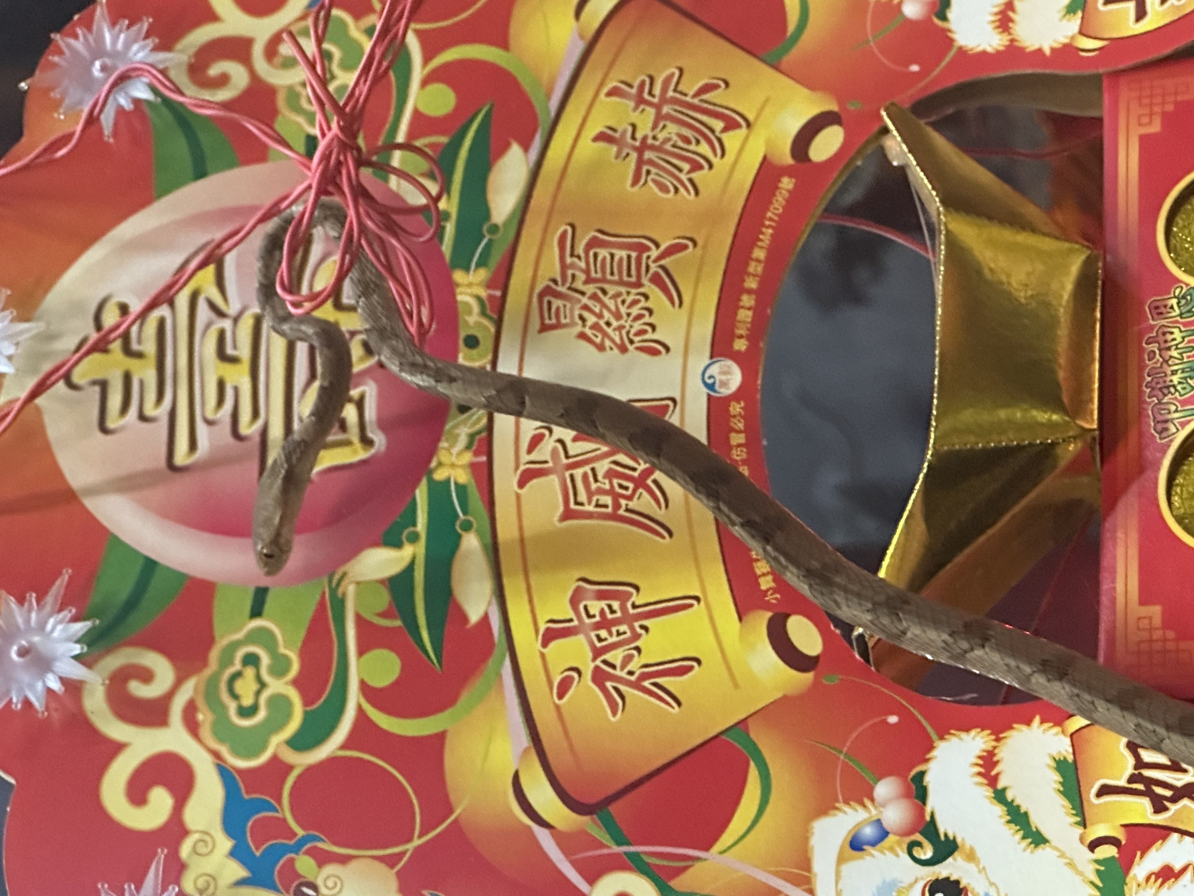 ▲松柏嶺天受宮「帝爺公蛇」於端午節過後一周終於現身。（圖／天受宮宮主陳政雄提供）