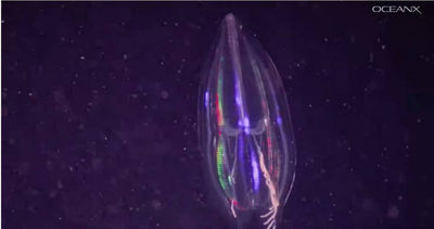極罕見海洋奇觀!科學家:80%深海生物具備「1神奇能力」