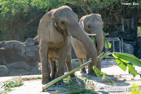 非洲象美代。（圖／台北市立動物園提供）