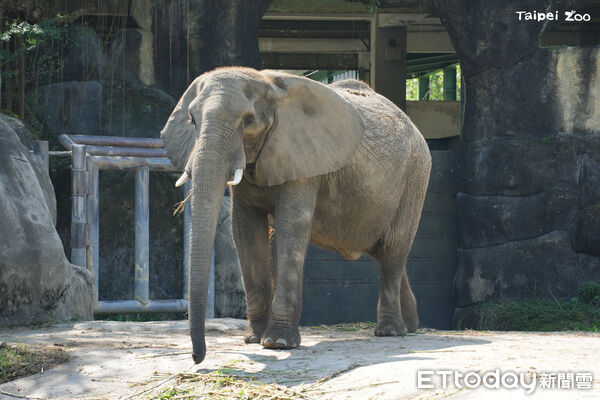 非洲象美代。（圖／台北市立動物園提供）