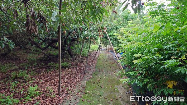 ▲▼ 台南東山區三榮里1處荔枝園今天（7日）發現1具無名屍            。（圖／記者潘鳳威攝）