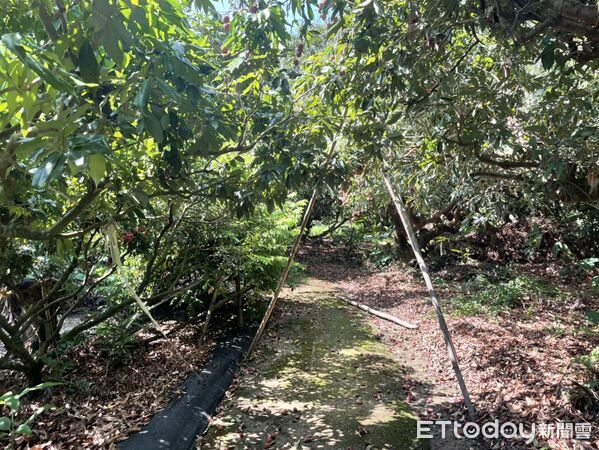 ▲▼ 台南東山區三榮里1處荔枝園今天（7日）發現1具無名屍            。（圖／記者潘鳳威攝）