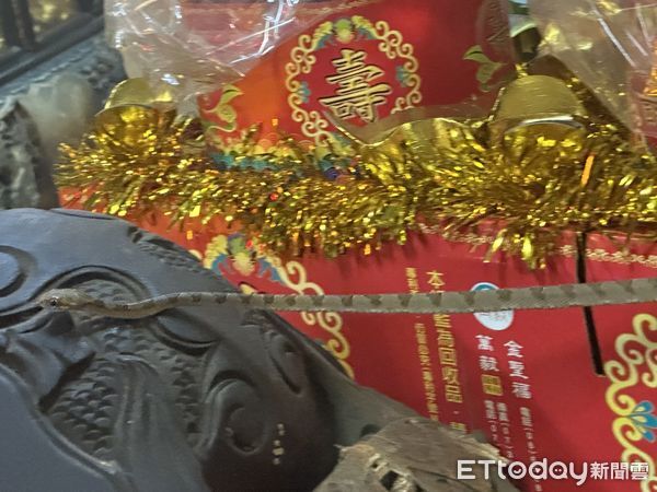 ▲松柏嶺天受宮「帝爺公蛇」於端午節過後一周終於現身。（圖／天受宮宮主陳政雄提供）