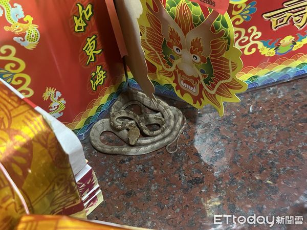 ▲松柏嶺天受宮「帝爺公蛇」於端午節過後一周終於現身。（圖／天受宮宮主陳政雄提供，下同）