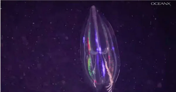 （圖／翻攝自YouTube／OceanX）