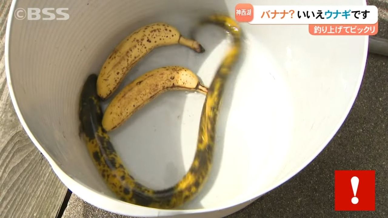 機率十萬分之一！男釣到80公分巨形鰻魚　網驚呆：是香蕉