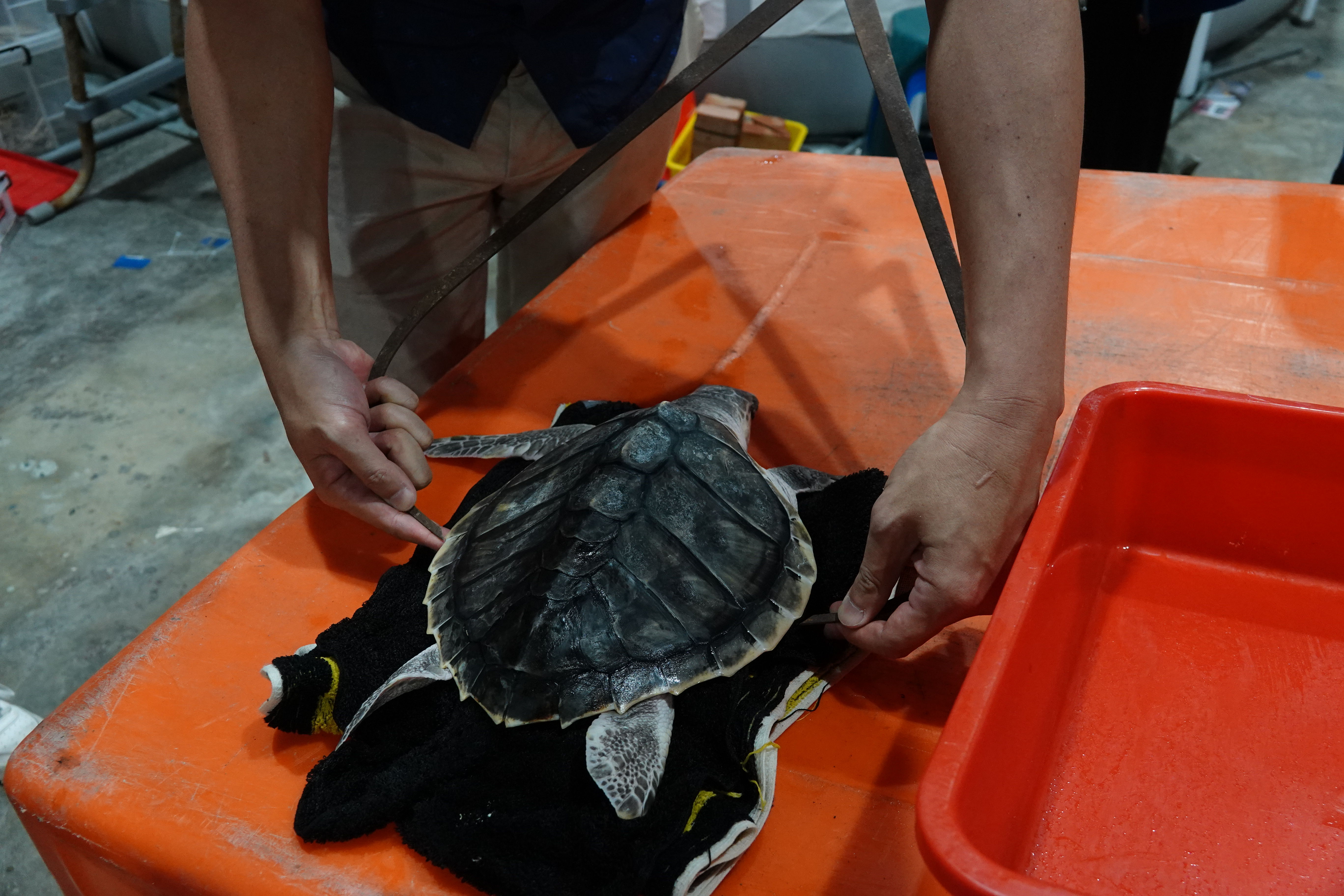 ▲新北推動海洋保育。（圖／新北市動保處提供）