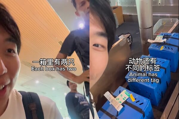 ▲▼網紅登機時聽見雞叫聲，結果竟真的有雞準備登機。（圖／翻攝IG）