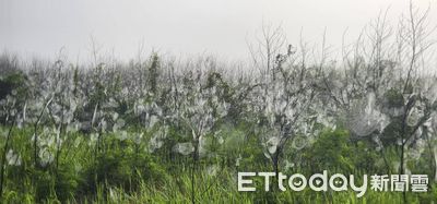澎湖驚見童話奇景！滿山林木掛滿「雪白蜘蛛網海」　罕見原因曝