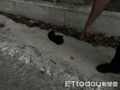 台灣黑熊幼熊命喪南橫六口溫泉旁 仍未離乳疑「高處墜落」亡