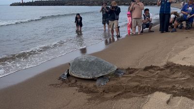 響應世界海洋日!新北推動海洋保育 學童變身救援小尖兵