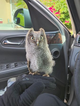 ▲。（圖／翻攝自Facebook/Pinellas County Sheriff`s Office）