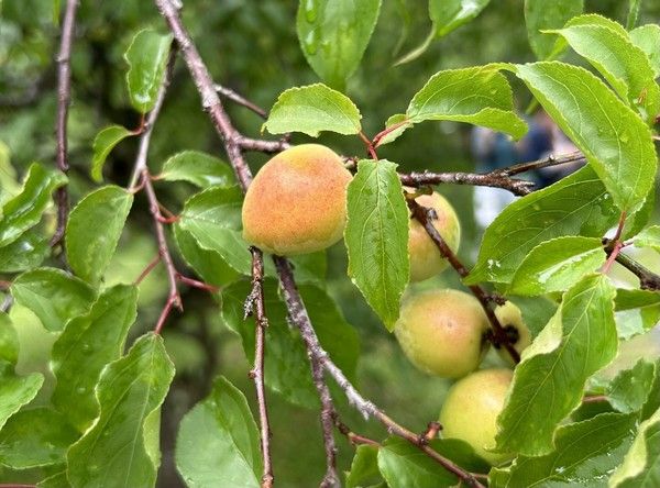 ▲桃園角板梅琴酒奪國際大獎