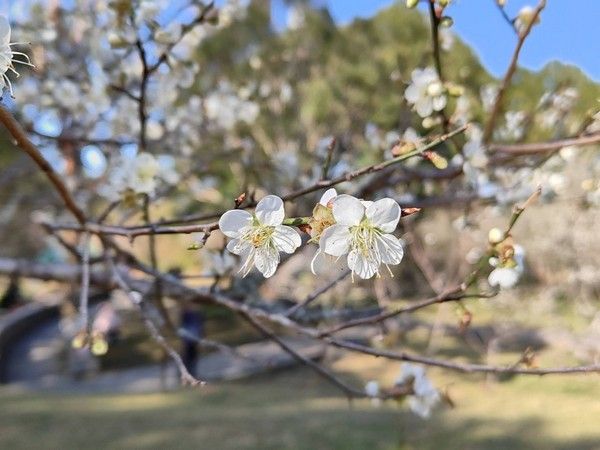 ▲桃園角板梅琴酒奪國際大獎