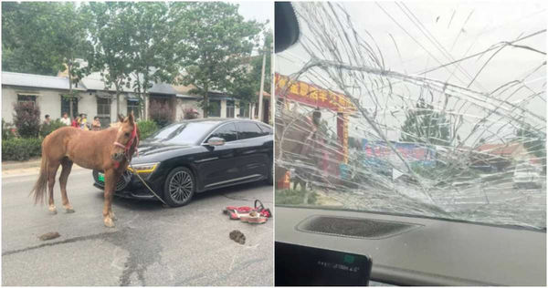 女駕駛遭馬兒衝撞，前方擋風玻璃瞬間碎成蜘蛛網狀。（圖／擷取自微博）