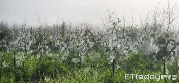 ▲▼澎湖媽祖園區今日出現奇景。（圖／記者陳洋翻攝）