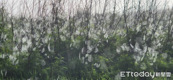 ▲▼澎湖媽祖園區今日出現奇景。（圖／記者陳洋翻攝）
