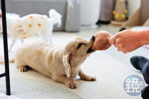 臘腸犬MOMO個性活潑、愛跟人互動，拍攝時主動拿著玩具找人陪玩。
