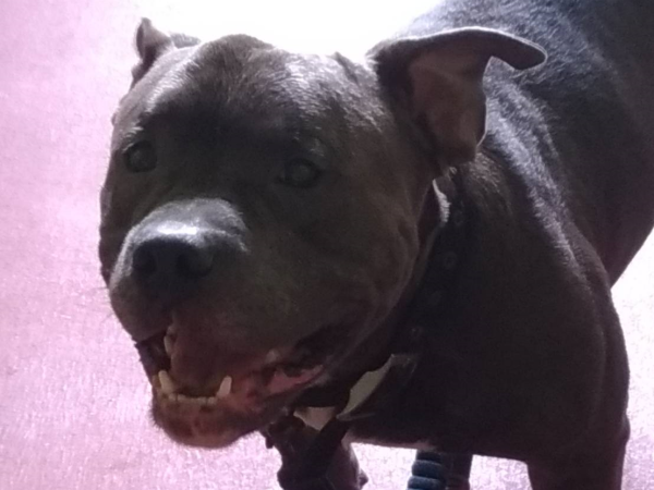 ▲曾因二度攻擊而被沒入的惡霸犬，經領養後再度咬狗。（圖／翻攝自全國動物收容管理系統）