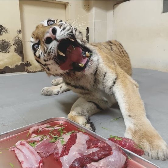▲日本殘疾東北虎可可亞17歲生日。（圖／翻攝自釧路市動物園官網）